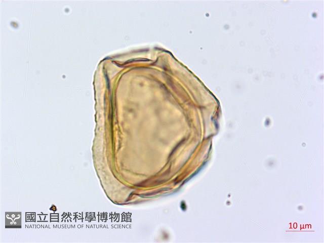 厚葉雙蓋蕨藏品圖，第2張