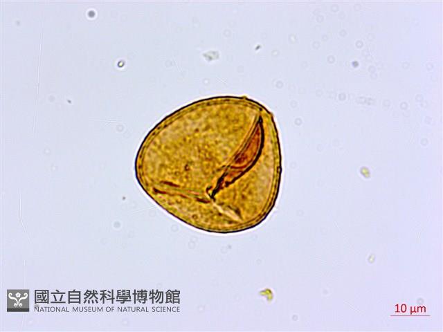 愛氏鐵線蕨藏品圖，第2張