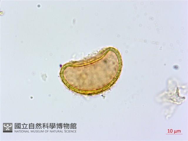紫柄蹄蓋蕨藏品圖，第1張