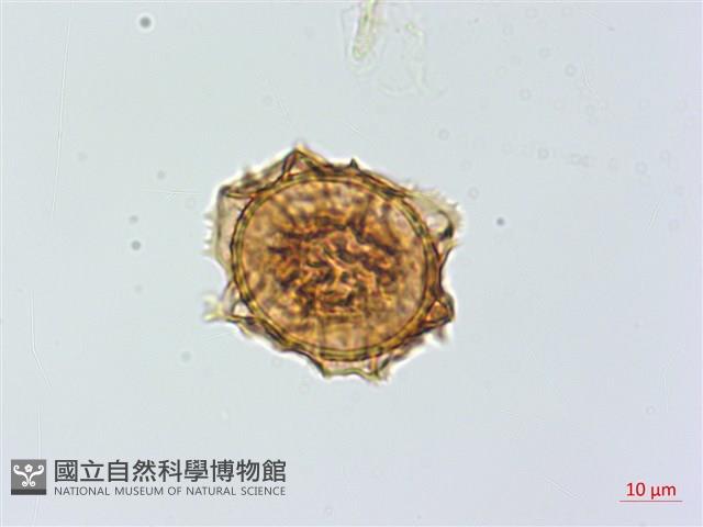 小鐵角蕨藏品圖，第2張