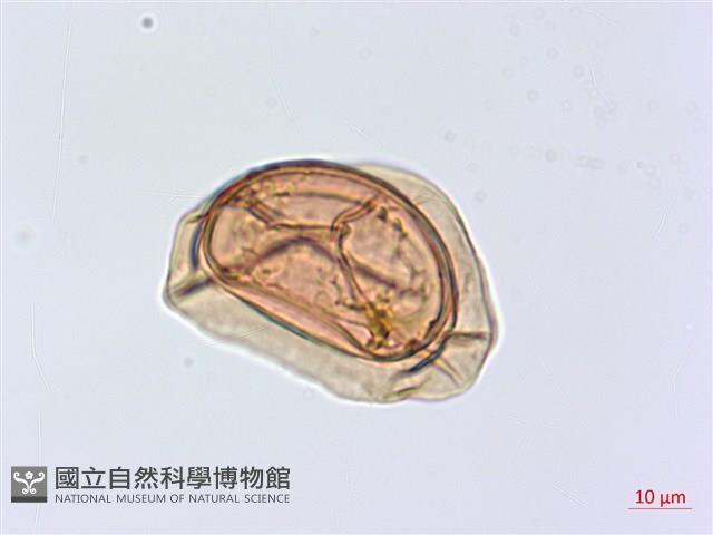 川上氏雙蓋蕨藏品圖，第1張