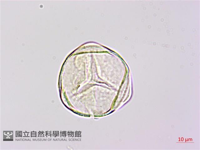 燕尾蕨藏品圖，第2張