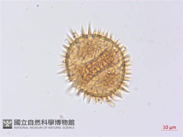 頂囊擬鱗毛蕨藏品圖，第1張