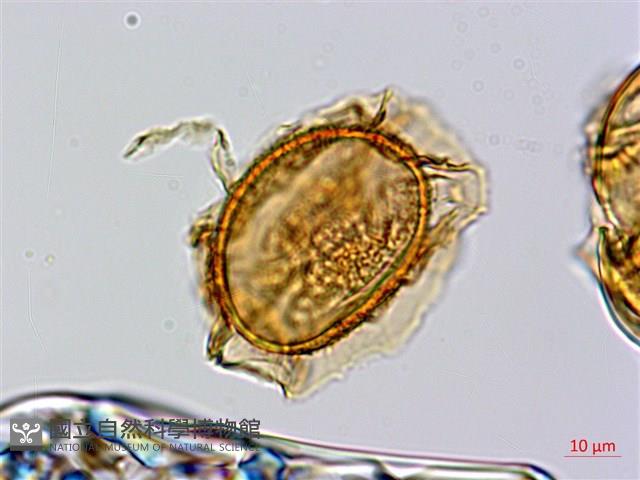 奄美短腸蕨藏品圖，第2張