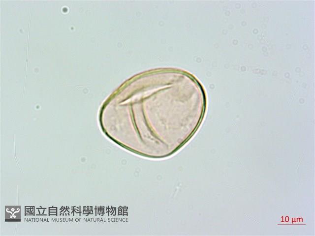 登錄號:P017305藏品圖，第1張