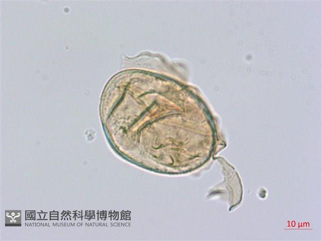 多生菜蕨藏品圖，第1張