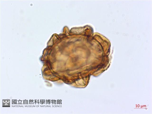 登錄號:P017405藏品圖，第1張