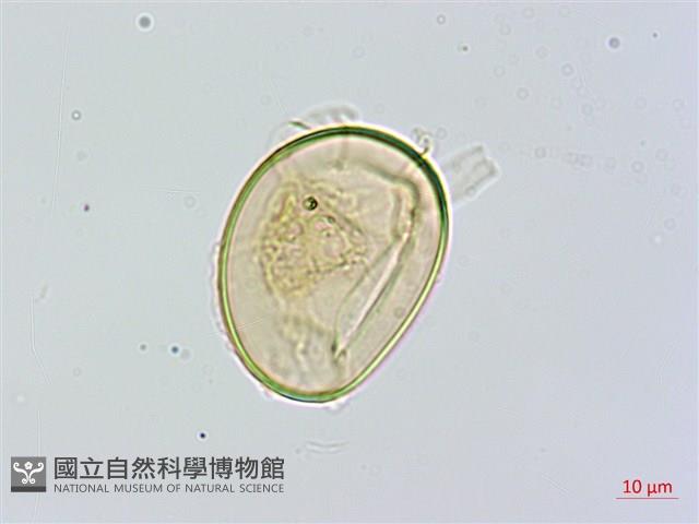 闊葉短腸蕨藏品圖，第2張