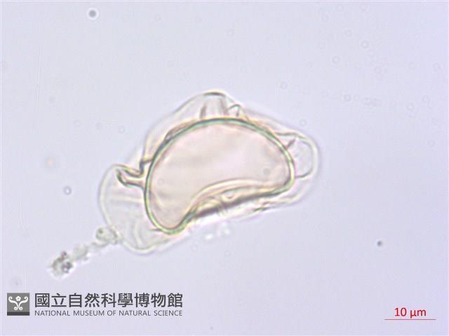 川上氏雙蓋蕨藏品圖，第1張