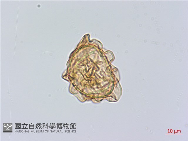 小葉複葉耳蕨藏品圖，第2張