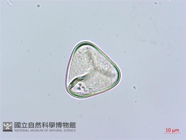 華南鱗蓋蕨藏品圖，第2張