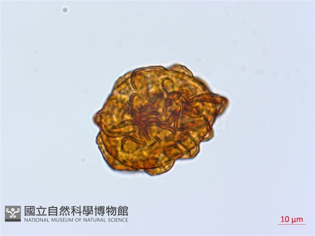 尖齒鱗毛蕨藏品圖，第2張