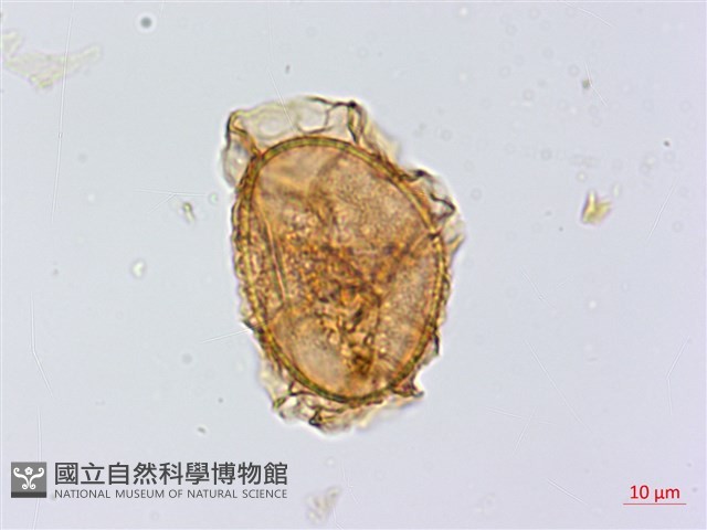 長生鐵角蕨藏品圖，第1張