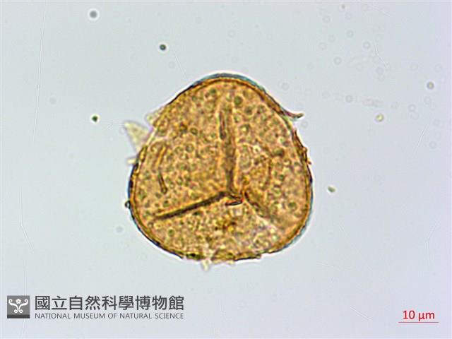 Accession Number:P015995 Collection Image, Figure 1, Total 3 Figures