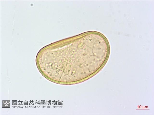 薄葉蹄蓋蕨藏品圖，第1張