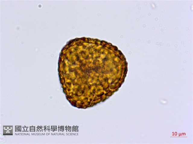 馬來鐵線蕨藏品圖，第2張
