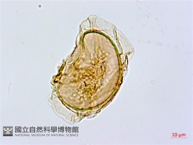 薄蓋短腸蕨藏品圖，第2張