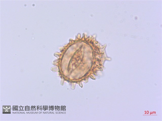 深山雙蓋蕨藏品圖，第2張