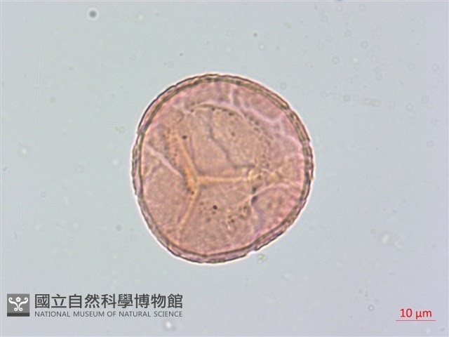 臺灣高山鐵線蕨藏品圖，第2張
