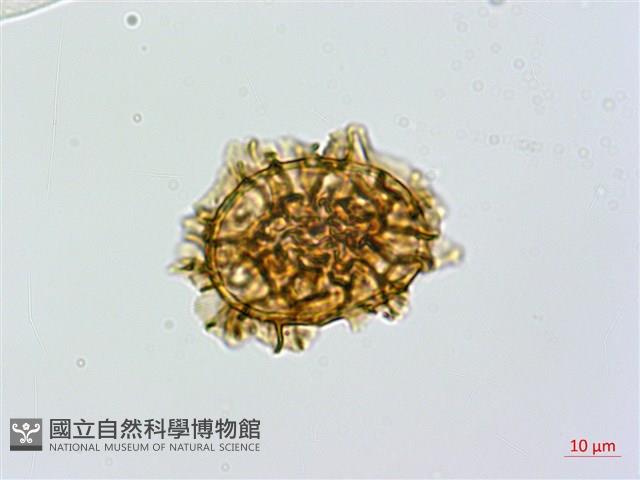 安蕨藏品圖，第1張