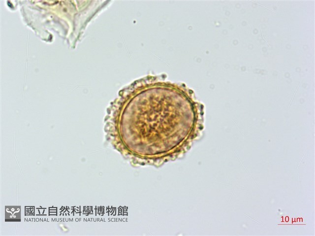小葉鐵角蕨藏品圖，第2張