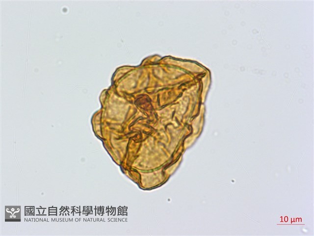 登錄號:P024765藏品圖，第1張