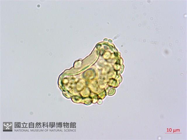 栗蕨藏品圖，第1張