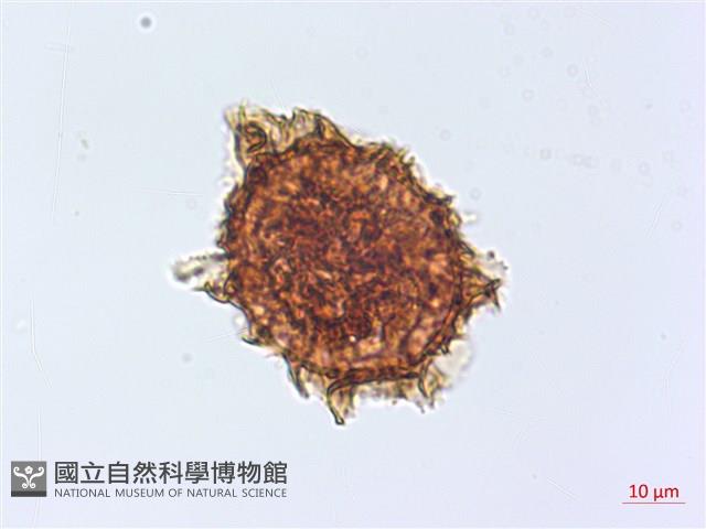 兩廣鐵角蕨藏品圖，第2張