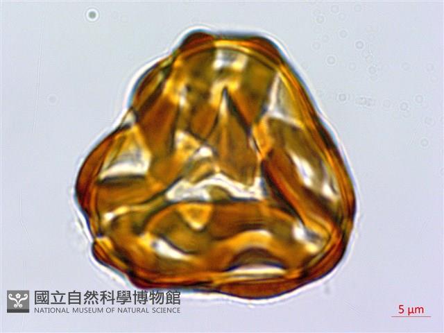 Accession Number:P016365 Collection Image, Figure 1, Total 3 Figures