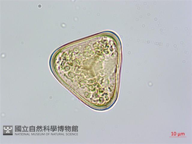 Taiwan Tree-fern Collection Image, Figure 1, Total 8 Figures