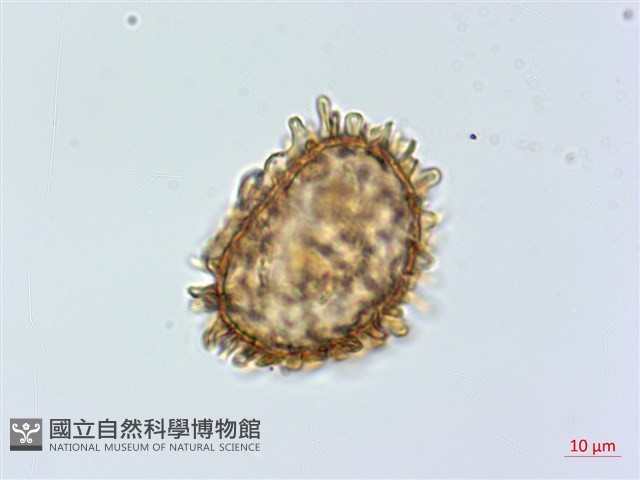 登錄號:P013945藏品圖，第1張