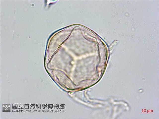 鬼桫欏藏品圖，第1張