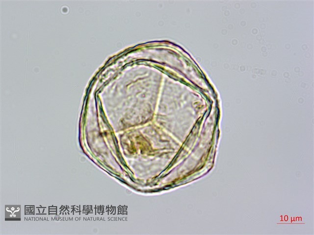 筆筒樹藏品圖，第1張