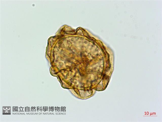 亞蹄蓋蕨藏品圖，第2張