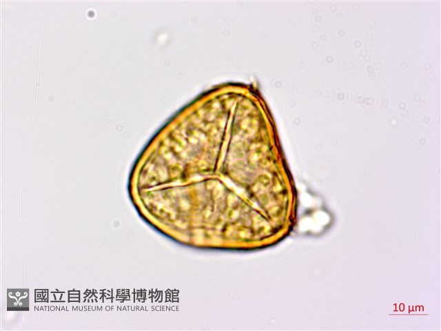 臺灣桫欏藏品圖，第2張