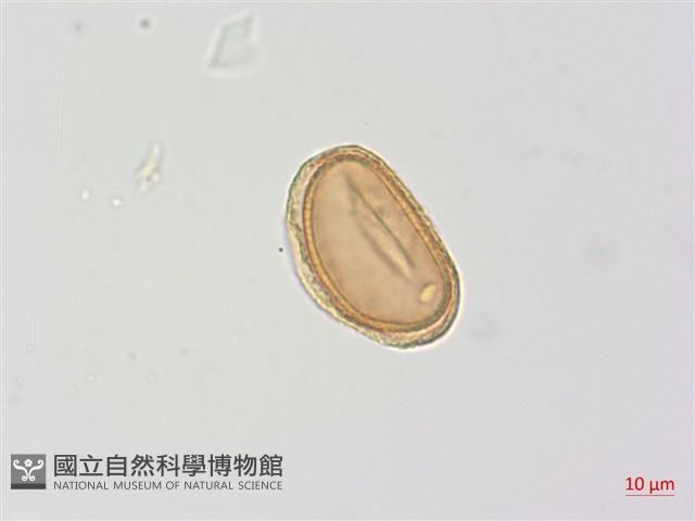 登錄號:P013924藏品圖，第1張