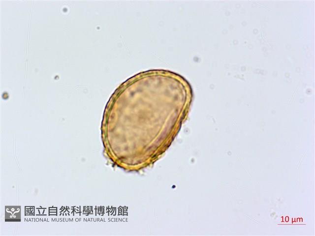 紫柄蹄蓋蕨藏品圖，第1張