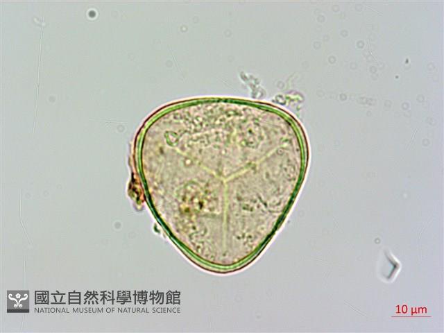 光葉鱗蓋蕨藏品圖，第2張