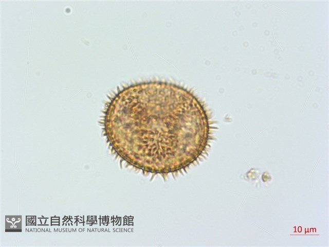 川上氏肋毛蕨藏品圖，第2張