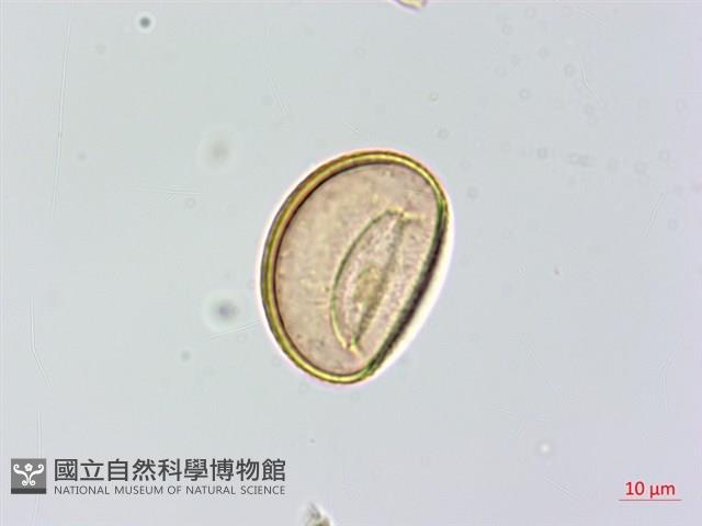 希陶蹄蓋蕨藏品圖，第2張