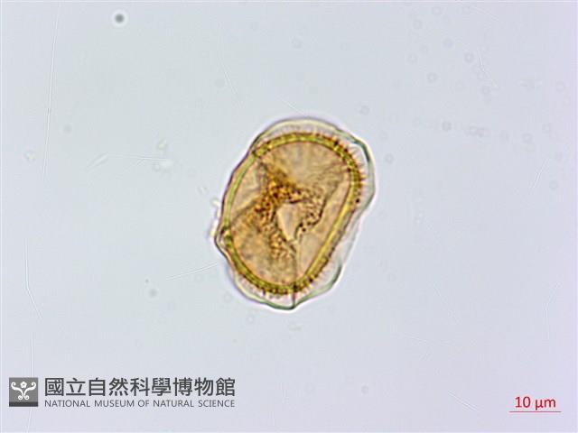黑鱗鐵角蕨、假大羽鐵角蕨、大羽鐵角蕨藏品圖，第2張