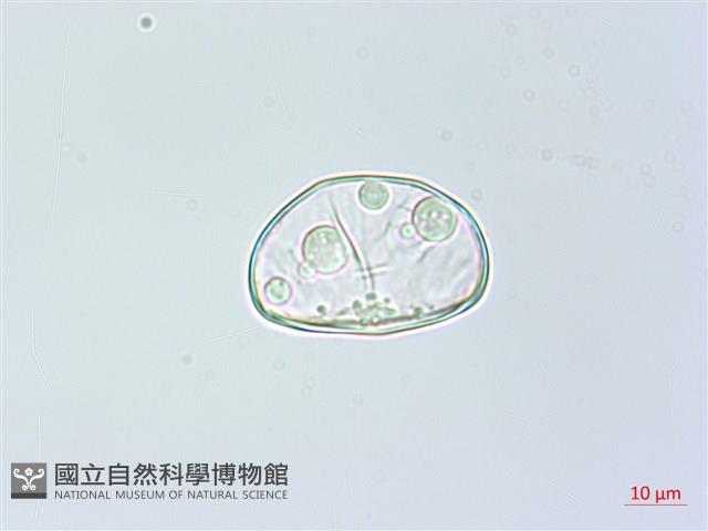 雙扇蕨藏品圖，第1張
