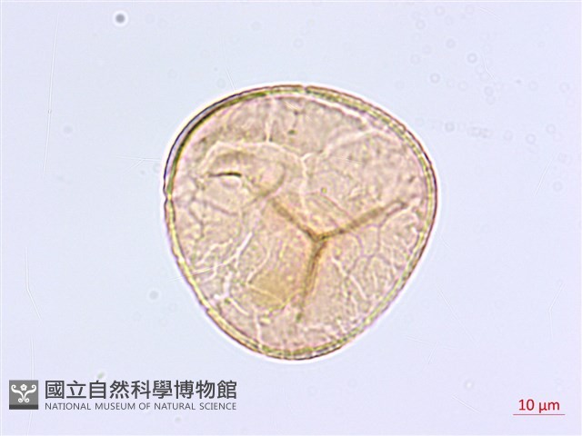 長蓋鐵線蕨藏品圖，第2張