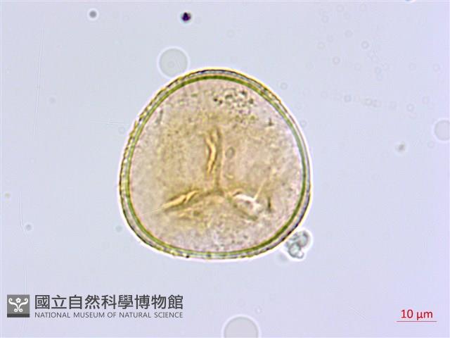 長蓋鐵線蕨藏品圖，第1張