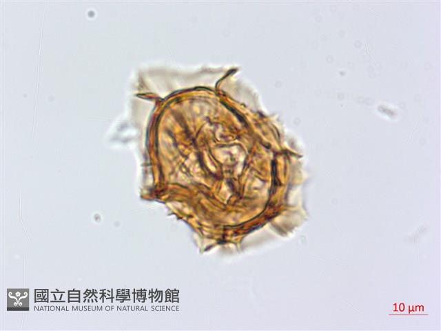 綠柄剪葉鐵角蕨藏品圖，第1張