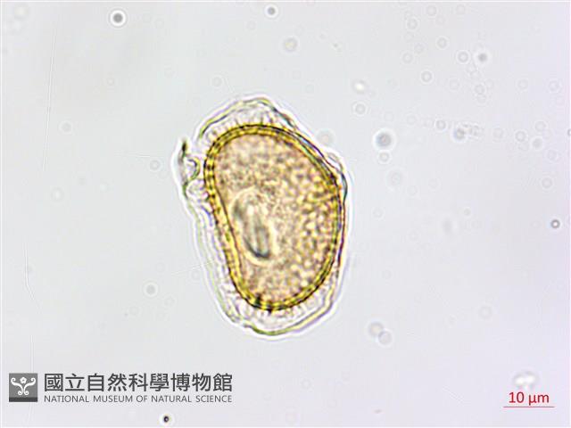 大黑柄鐵角蕨、黃鱗鐵角蕨、大羽鐵角蕨藏品圖，第1張