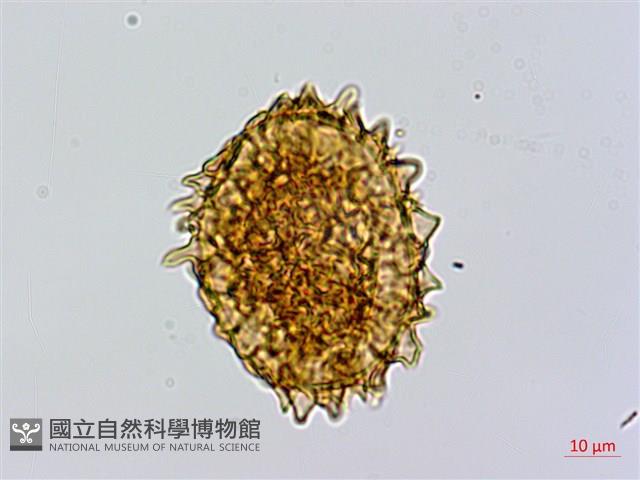 闊葉短腸蕨藏品圖，第2張
