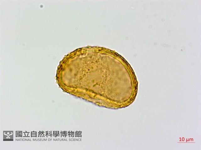 登錄號:P015634藏品圖，第1張