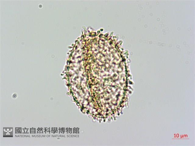 姬蕨藏品圖，第2張