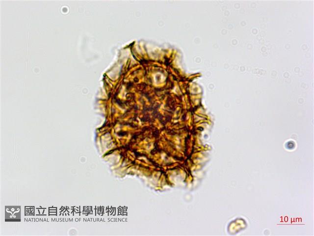 登錄號:P005234藏品圖，第2張